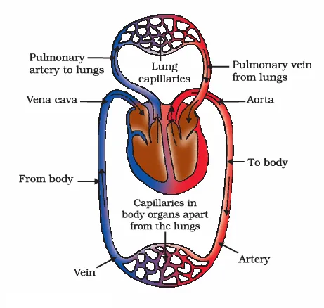 Transport and exchange of oxygen and carbon dioxide at tissue level